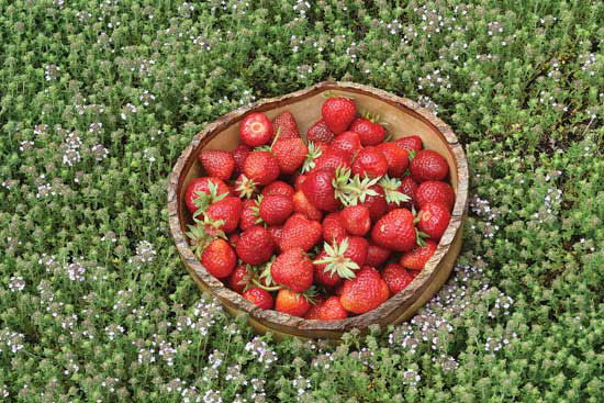 
‘Sweet Charlie’ strawberry is higher in antioxidants than most other strawberries, and is ready to harvest mid-season.
